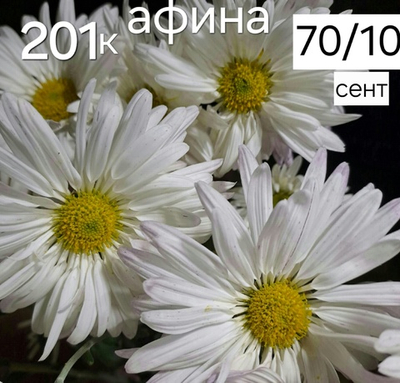 САЖЕНЦЫ ХРИЗАНТЕМЫ КОРЕЙСКАЯ АФИНА № 201