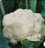 Капуста цветная Уайт Эксел F1 - White Excel F1 1000 семян