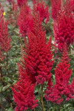 Астильба китайская Ред Скайскрепер С2