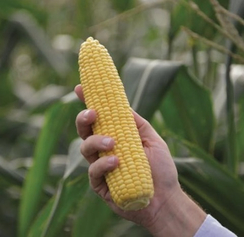 Турбин F1 семена кукурузы (Clause / Клос)