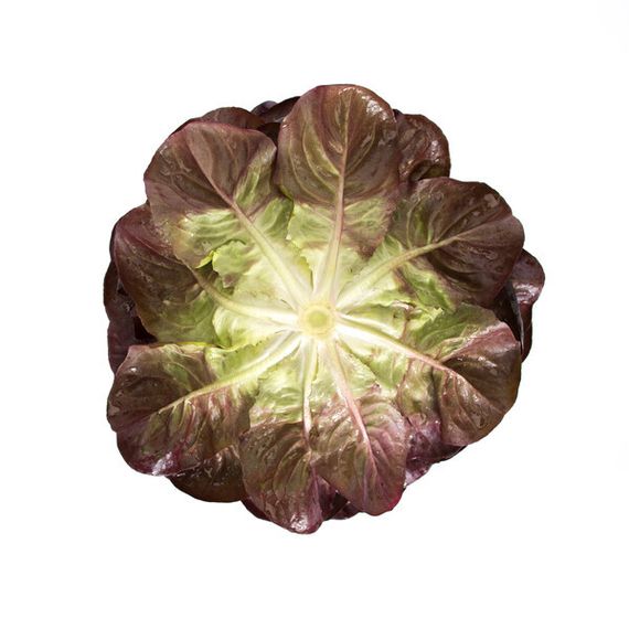 Барлах семена салата дуболистного (Rijk Zwaan / Райк Цваан) плод