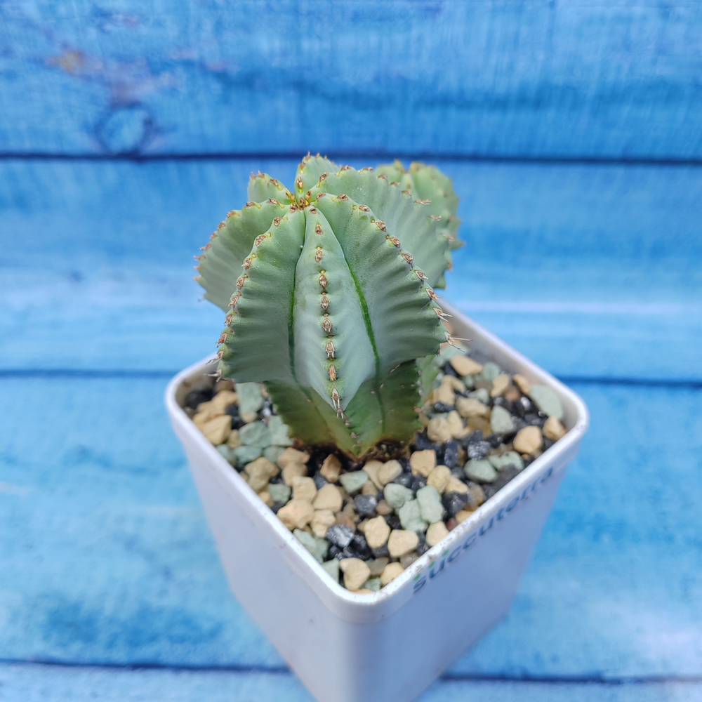 Euphorbia Fruticosa inermis (Эуфорбия)