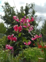 Лилия Мисс Фея (ОТ- гибрид)