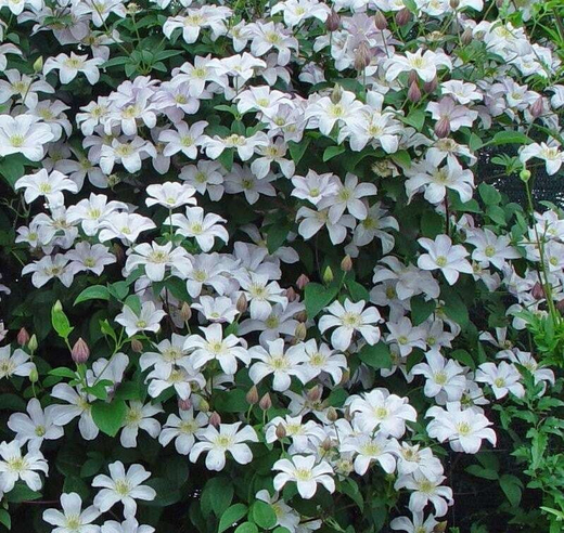 Клематис гибридный Хульдин трехлетка наличие