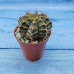 Gymnocalycium Friedrichii (Гимнокалициум)