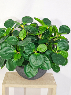 Пеперомия искусственная зеленая 35см в кашпо Лофт