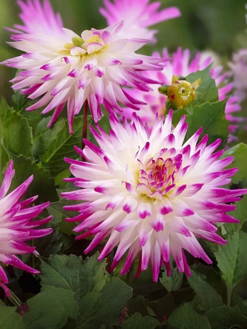 Георгин кактусовидный Хейли Джейн