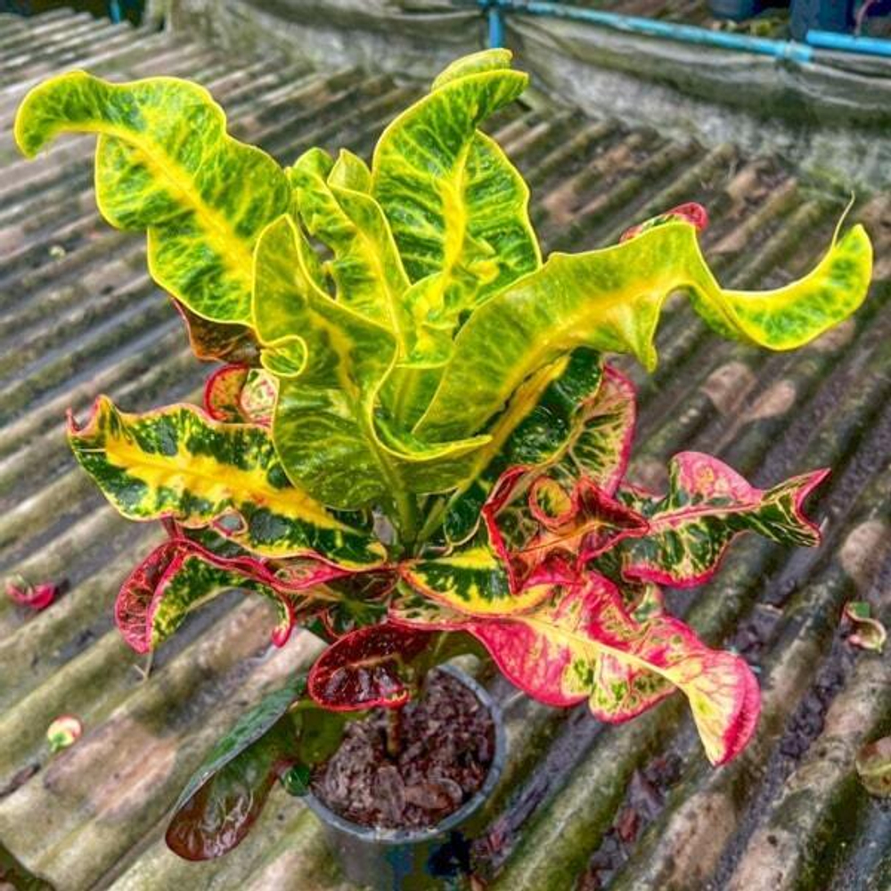 Кротон LOOKMAI NV02/2026