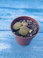 Lithops sp. (Литопсы)