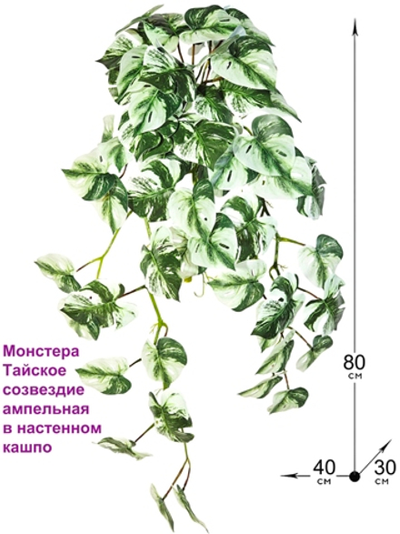 Искусственное ампельное растение Монстера Тайское созвездие в настенном белом кашпо