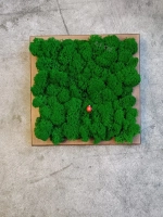 Квадратное панно на стену 20*20 из мха набор 1 шт.