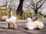 157 PA-DR Платье-пачка "Puppy Angel - TUTU Dress"