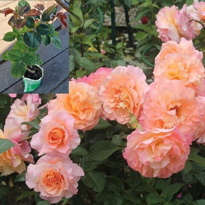 Роза Августа Луиза саженец корнесобственный с ЗКС.