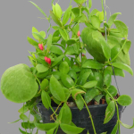 Дисхидия PECTENOIDES VIDALII BECC