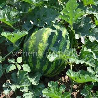 Арбуз Старбарст F1 1000 (семян)