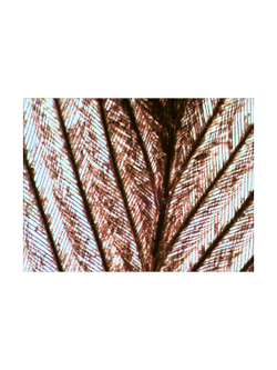 Набор микропрепаратов Levenhuk N80 NG «Увидеть все!»