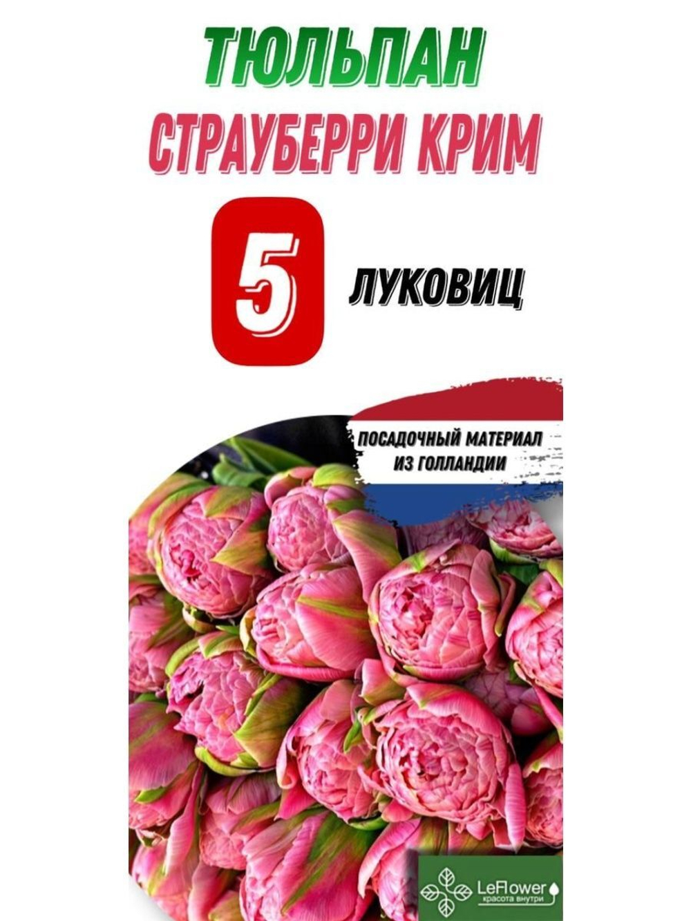 Тюльпан Луковица, Страуберри Крим, 5шт
