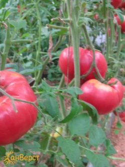 Семена томатов Розовый гигант. Идеален для салатов