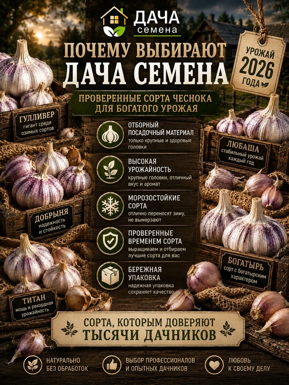 Чеснок посадочный озимый Добрыня
