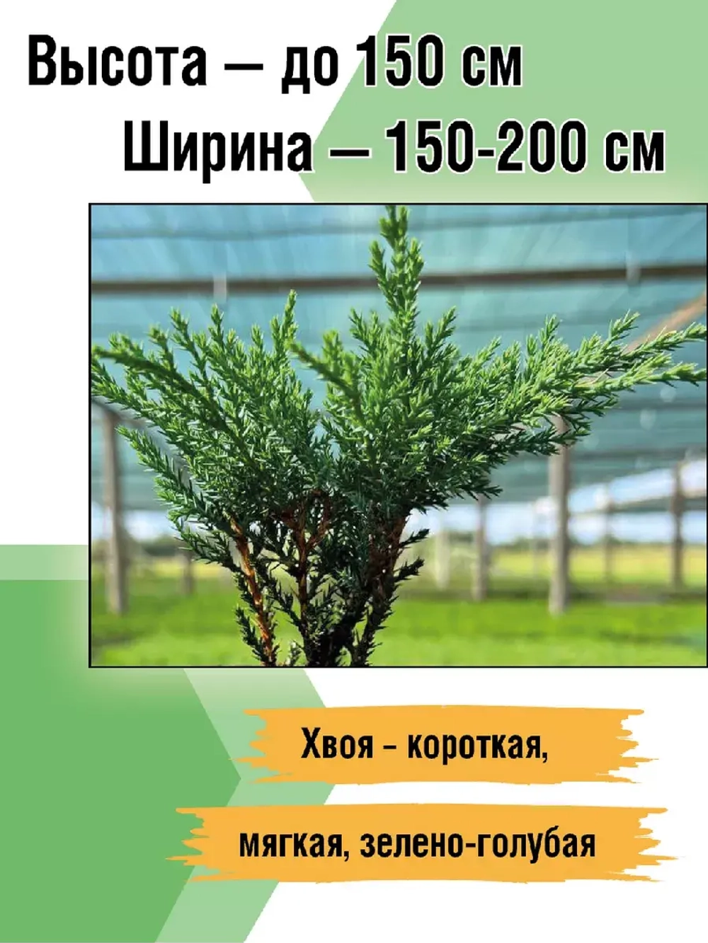 Саженец Можжевельник казацкий хвойный Тамарисцифолия