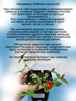 Традесканция Гибазис Фата невесты