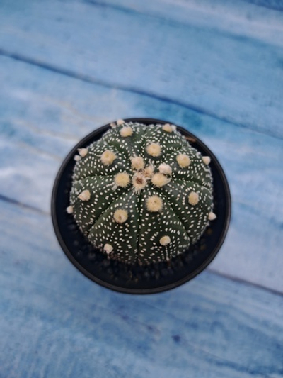 Astrophytum Asterias (Астрофитум)