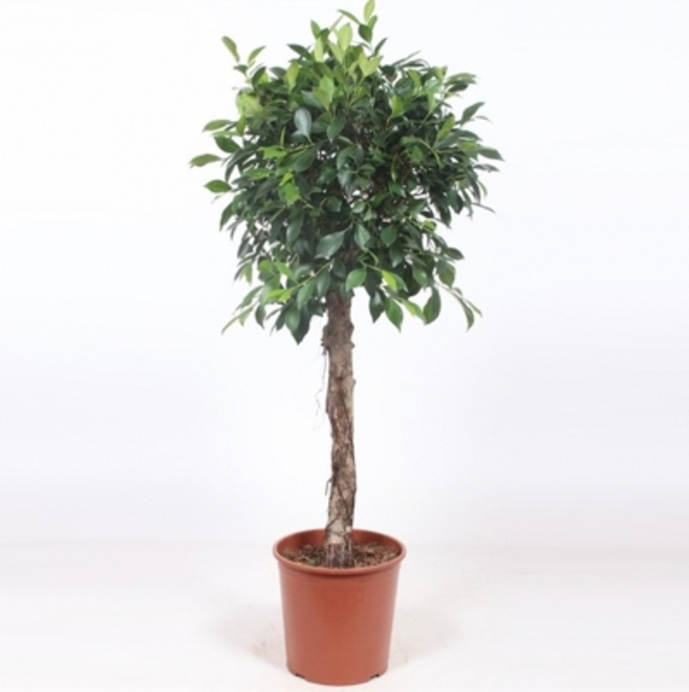 Фикус Orangery ficus nitida 31/140