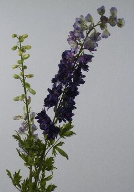 Дельфиниум фиолетовый