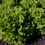 Аннисоль семена салата батавия (Syngenta / Сингента)