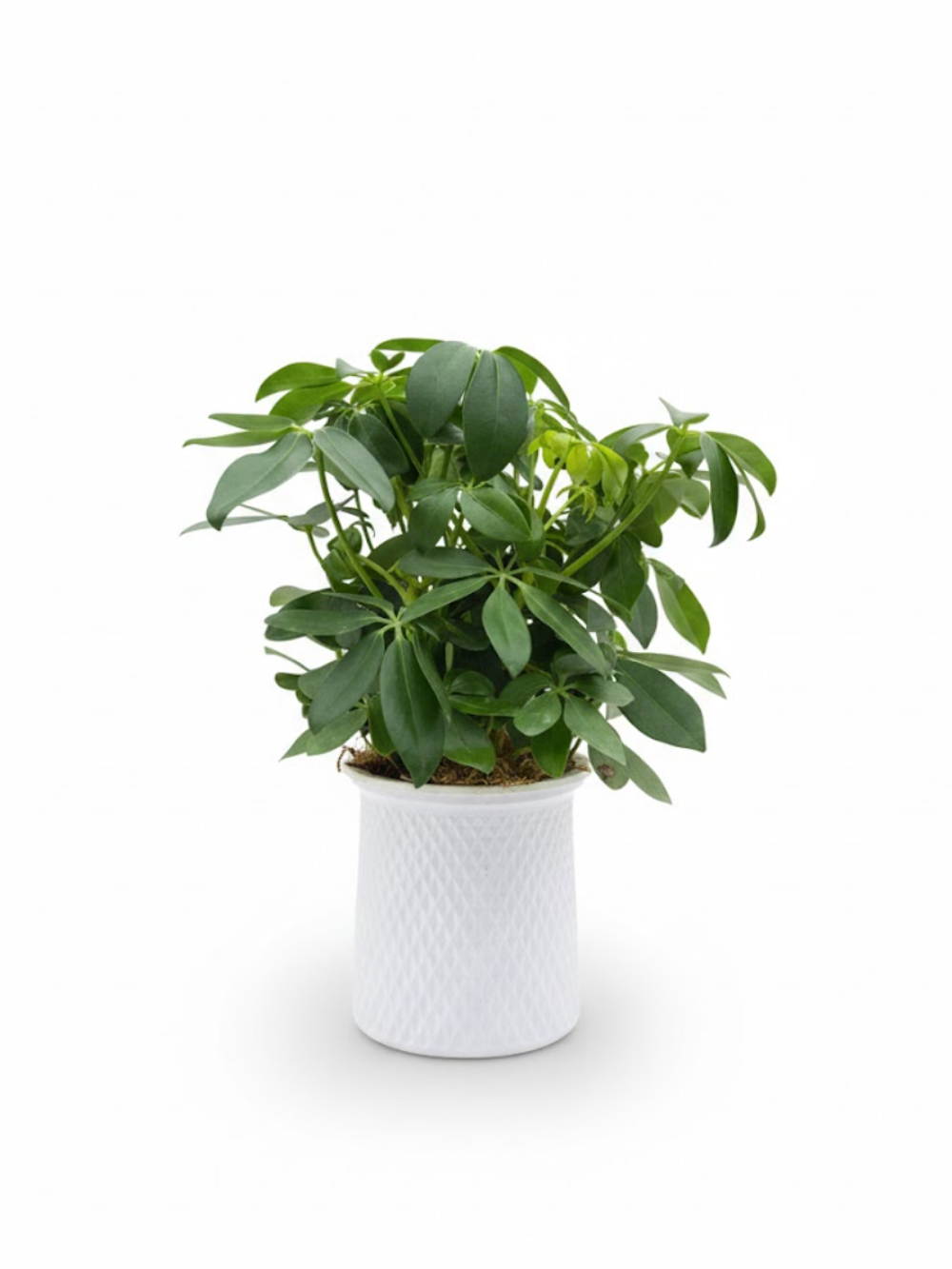 Шеффлера д.11, в горшке с автополивом