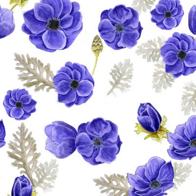 Синяя анемона