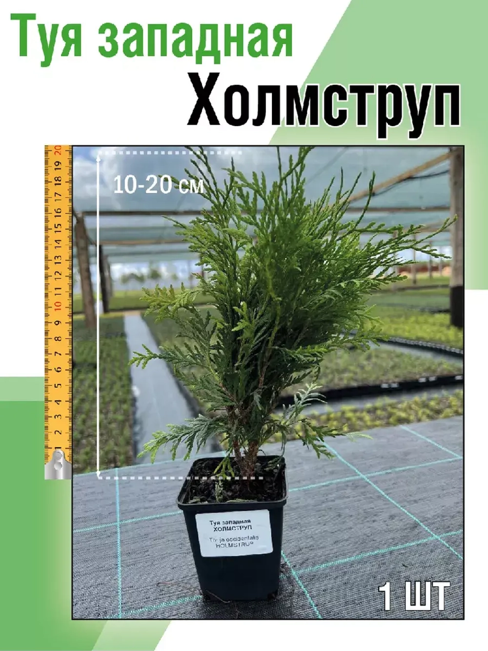 Туя саженец западная Холмструп хвойные деревья
