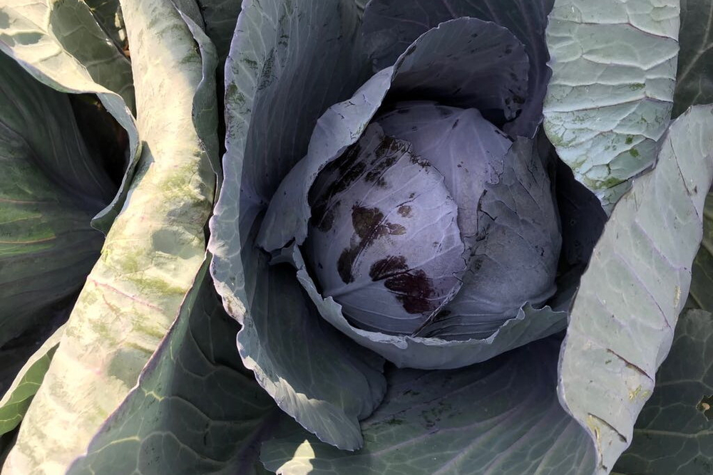 Капуста к/к Ремала F1 (50шт) Витагрин Профи