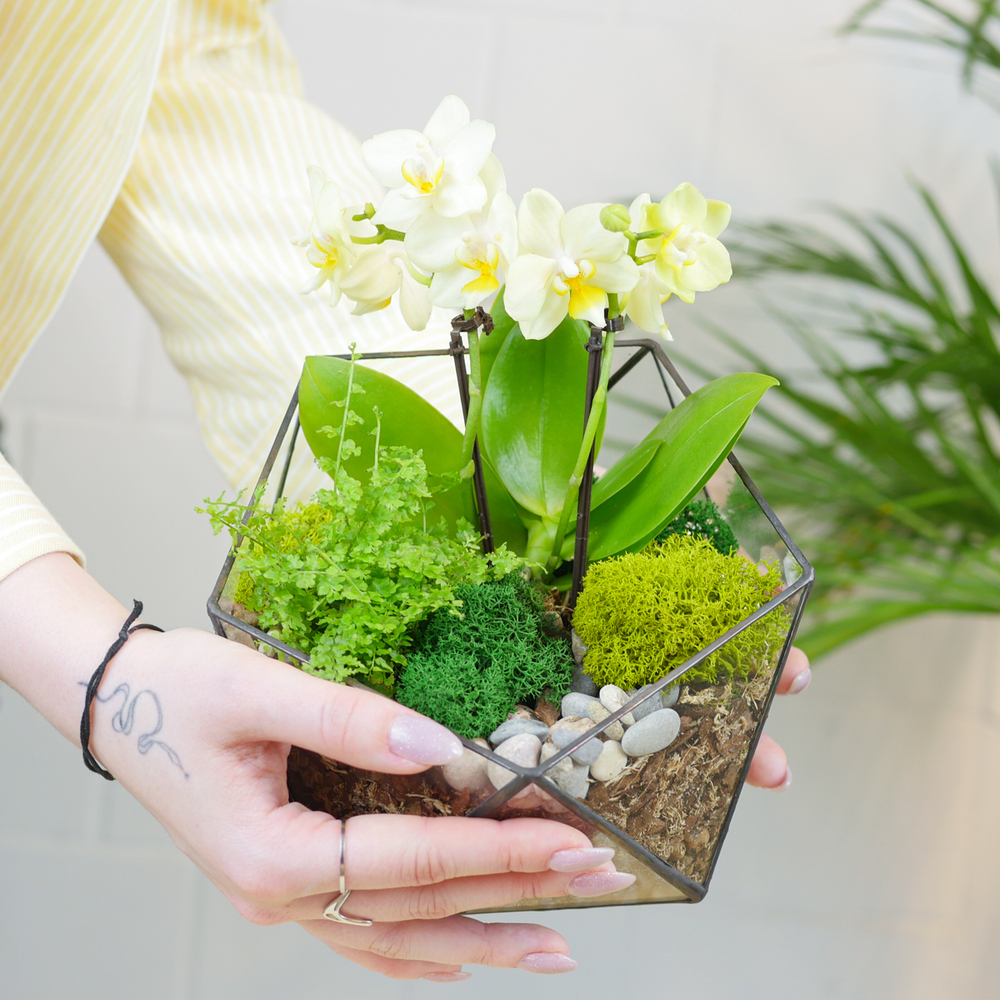Готовый флорариум с орхидеей Лайм Икос S