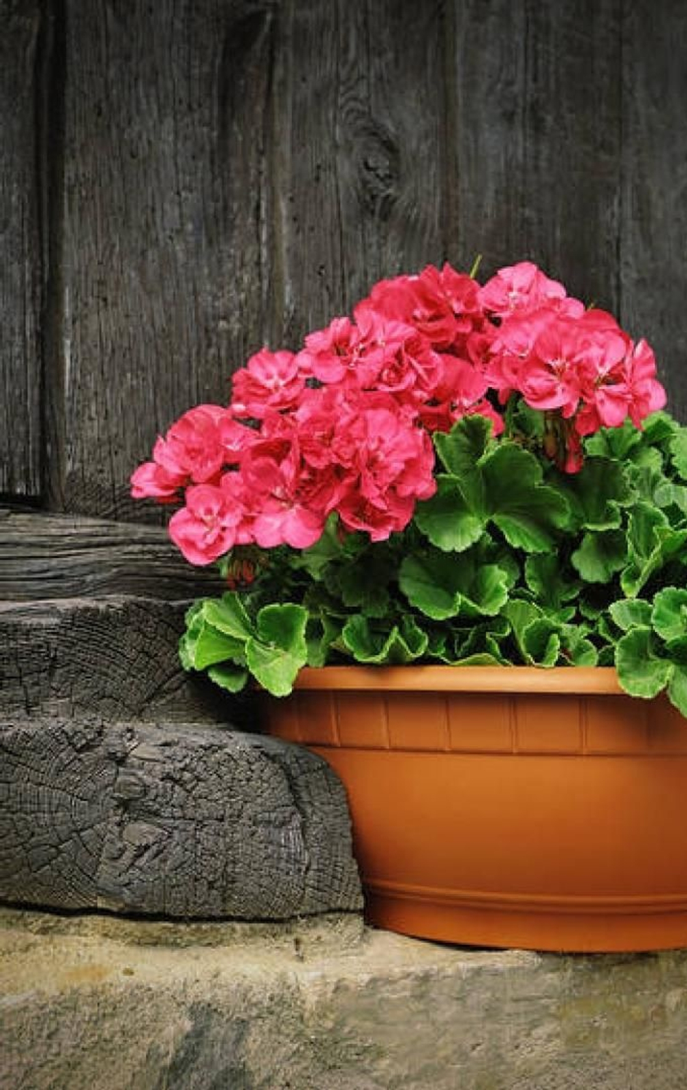 GERANYL TIGLATE / ГЕРАНИЛ ТИГЛАТ CAS 7785-33-3