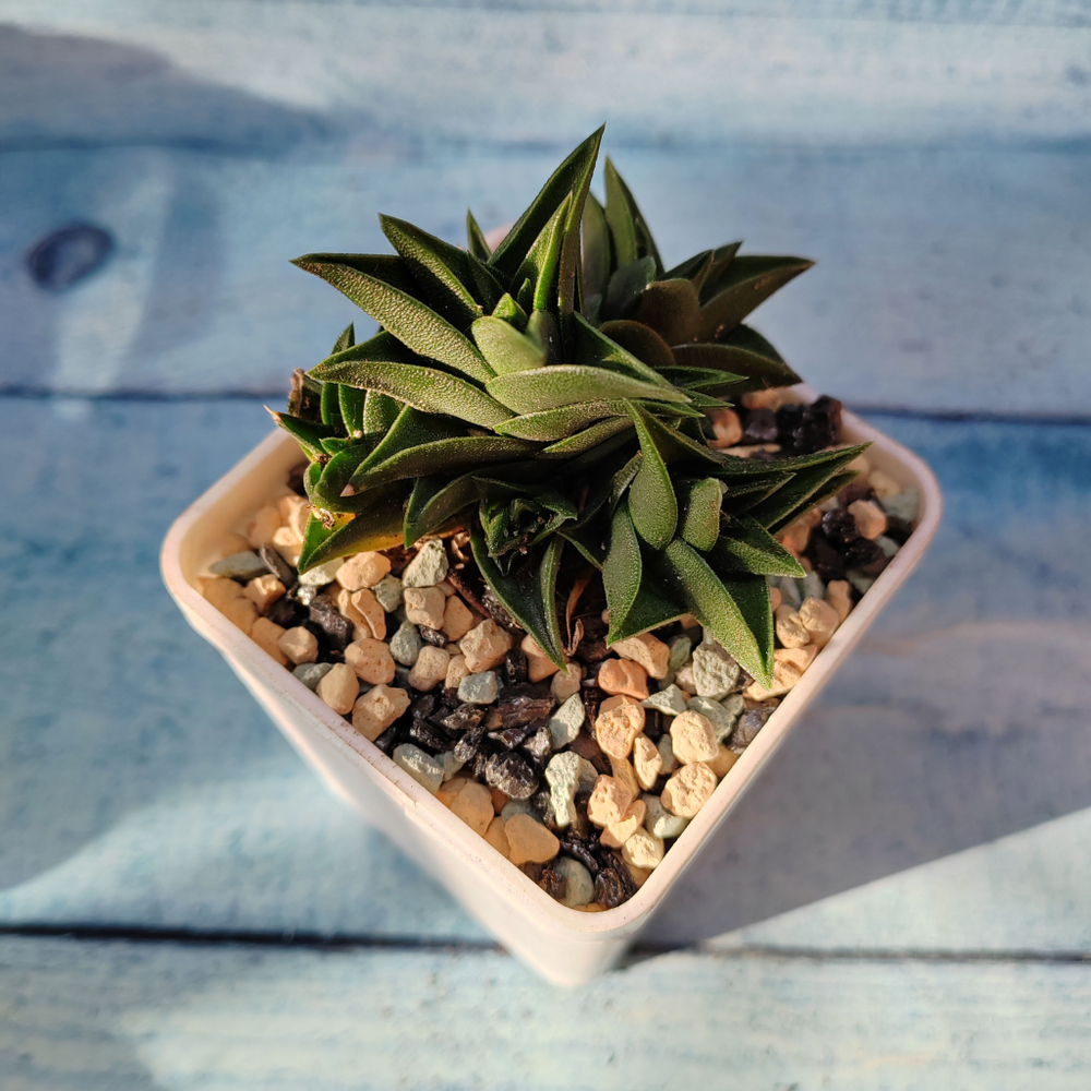 Haworthia Viscosa (Хавортия)