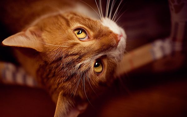 Кошка ест несъедобное. Что делать? Кошка ест несъедобное. Что делать?