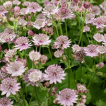 Астранция Пинк Баттон С2