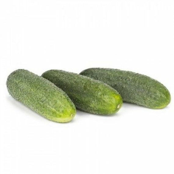 Диригент F1 семена огурца партенокарпического – фото 1