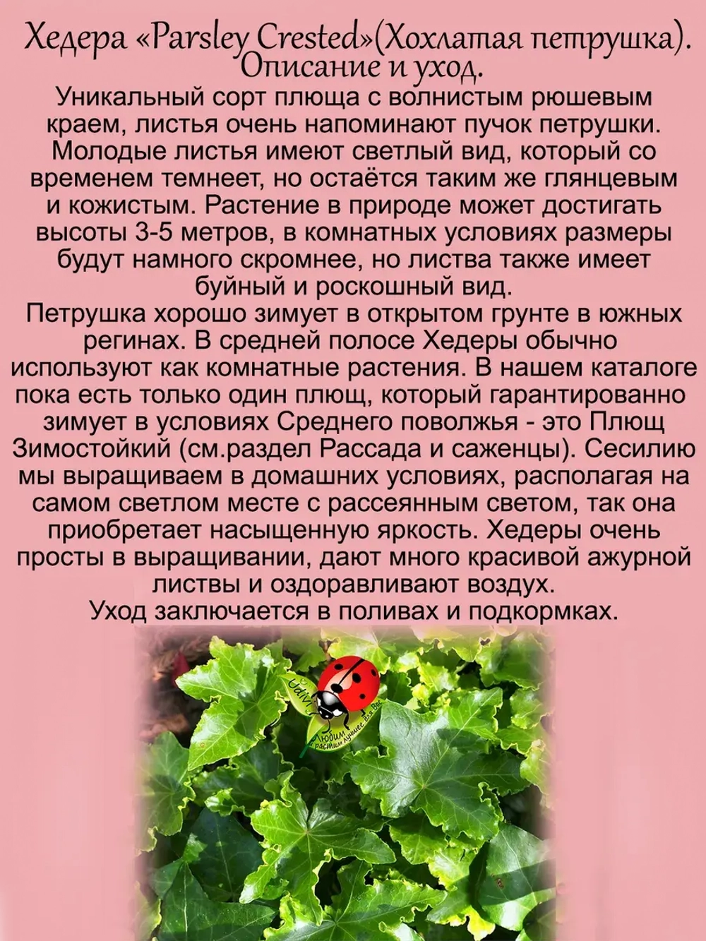 Хедера Хохлатая петрушка плющ гофрированный