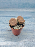 Lithops sp. (Литопсы)