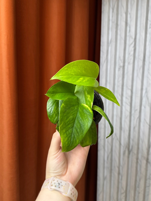 Эпипремнум Хиколор, D10см Н15см, 1шт, Urban Jungle