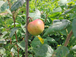 Яблоня Метелица