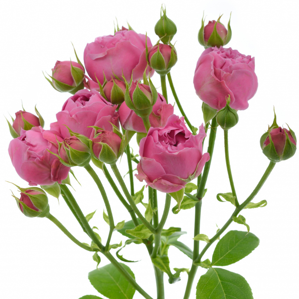 Кустовая пионовидная роза (ярко розовая)