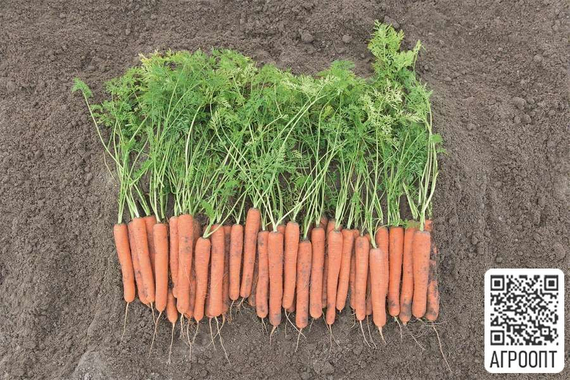 Мокум F1 семена моркови нантской (Bejo / Бейо) урожай – фото 3
