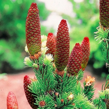 Ель колючая Лаки Страйк