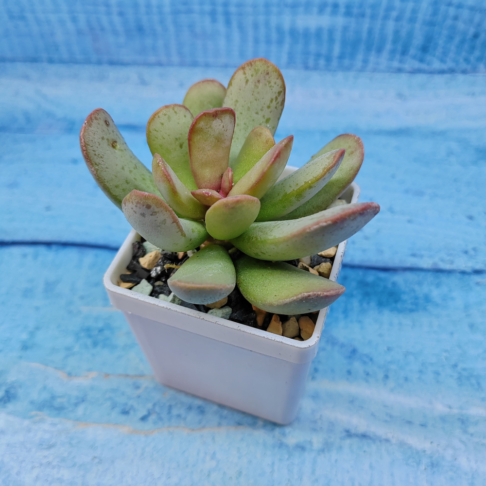 Adromischus Sphenophyllus (Адромискус)