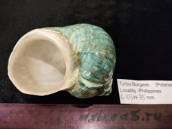 Турбо бургесс