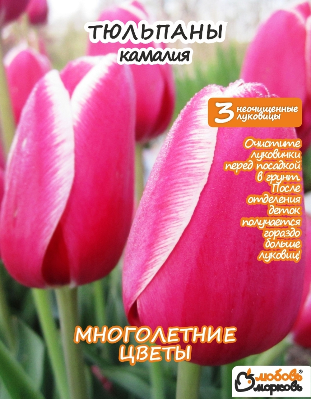 Тюльпан Луковица, Камалия, 3+шт