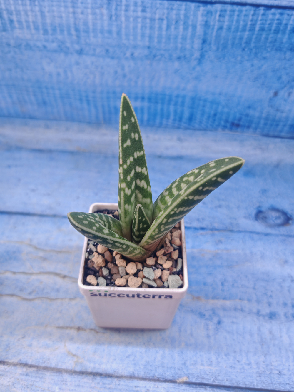 Aloe Variagata